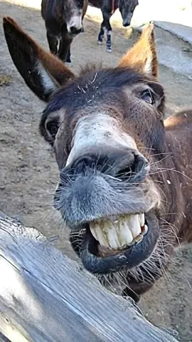 #funnyanimals #funnytiktok #funnyvideos😂 