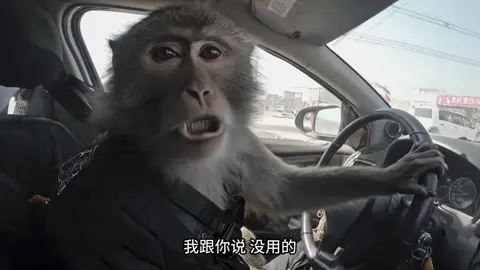 真的是什么人都有#动物成精 #猴子开车 #创作者中心 #神奇动物在tiktok 