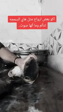 #ابن_الموصل @ايمن الحنين #السماج #حقيقة #صعدو_اكسبلورر #لاتنسوا_لايك_ومتابعة 