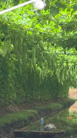 ถอนหญ้า 😅 #แก็งหนูทำได้  #มิสเตอร์จ้าวไก่  #ปลูกมะระจีนยังไงให้ดก?  #ลดปัญหาไวรัสยอดแข็งยอดไอ้โต้ง  #เทรนวันนี้ 