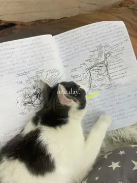 Oh how I yearn to be A Vet🥲 And I will. Gods Plan. #fyp #xyzbca #veterinarian 