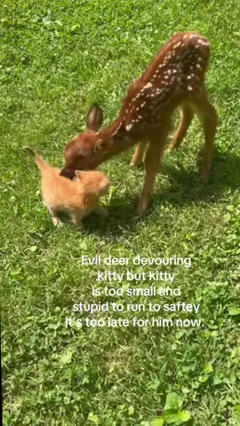 I can’t believe evil deer has struck again someone has to stop him immediately  - #spirituality #deer #kitten #crashout #evil 