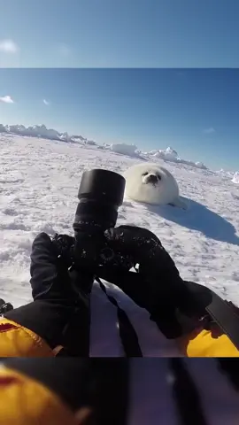Harp seal baby #tiktok #foryou #animals #cute 