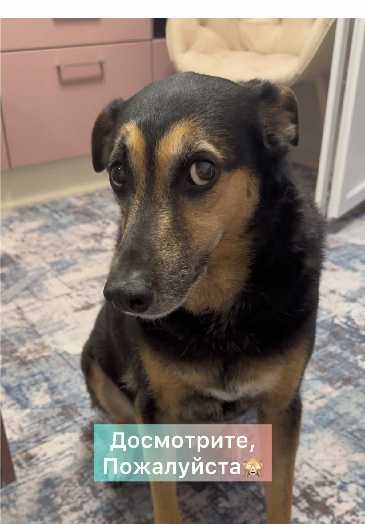 Без пледа никаких разговоров😁 #собака #моясобака #собаки #животные #люся 