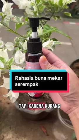 Punya bunga yang bandel gak mau mekar? Jangan buru-buru ganti bibit, bisa jadi bunganya kurang nutrisi.  Dengan pupuk organik cair infarm, tanaman lebih cepat tumbuh subur, bunga mekar maksimal, dan warnanya lebih cerah alami. Klik keranjang sekarang, jangan tunggu tanamanmu layu!! #pupukorganikcair #pupukbunga #pupukinfarm #pupukcair 