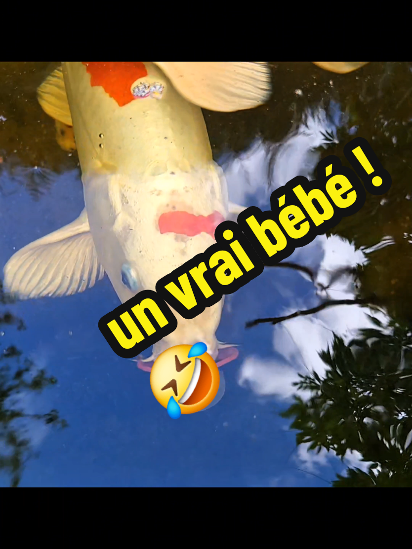 Be happy, les koïs ne cessent de nous émerveiller par leur intelligence et leur côté joueur. Un vrai moment de tendresse et d’originalité à partager ! 💬 Dites-moi en commentaire si votre koï a déjà eu un comportement aussi drôle ou inattendu ! #koi #fishpond #koifish #videoviral #carpe 