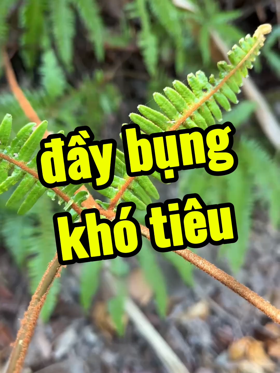 Có người coi dương xỉ là cỏ dại, tôi thì thấy đó là dấu hiệu của sự sống bền bỉ. @anhbeosongkhoe #thaoduocdantocdao #thaomoc #baithuocdangian #cayco #anhbeodirung