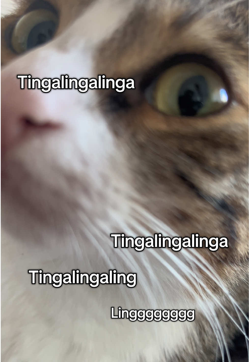 Good morning little kittyyyyy You’re looking very prettyyy 👑🐱 Tingalingaling  . . . #catsoftiktok #catloversclub #cattok #catoftheday #catlife   