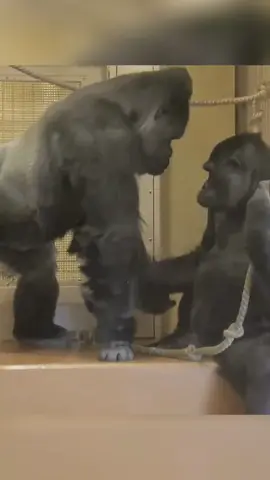 Awkward Moment Between Silverback Gorilla and His Kids #mypet #foryou #fyp #fypシ #foryoupage 