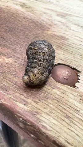 Botfly ကပ်ပါးကောင် #knowledge #insects  #myanmartiktok #fyp #myanmar 