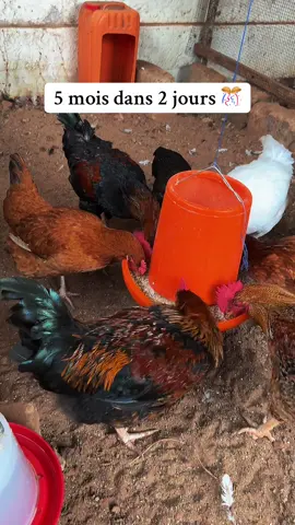 #tiktoktogo🇹🇬 #pouletgoliath 