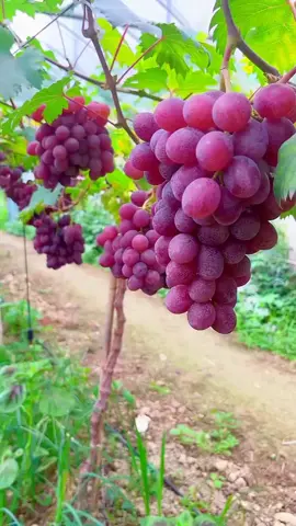 Red Grapes 🍇🍇 orchards farm's walkthrough video 