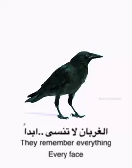 #الغربان_لاتنس_أبد #اكجون #اكجون_جوك_الب_تاشكين #اكجون_سونار #اكجون_يامور 