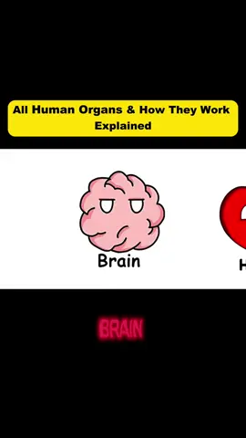 Part 1 | All Human Organs Explained 