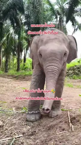 ถามว่าจุกมั้ย...ตอบว่าจุกมาก 🤣🤣🤣 #พลายเพชรน้ำหนึ่ง #ช้างน่ารัก #คนรักช้าง🐘🍃 #บ้านของช้างพัทยา #พลายน้ำพุ 