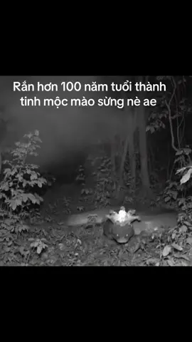 🆘 Có người gặp rồi củng nhiều người được nghe kể lại thì giờ xem đi 😱 🆘 #xuhuong #xuhuongtiktok #xh #tintuc 