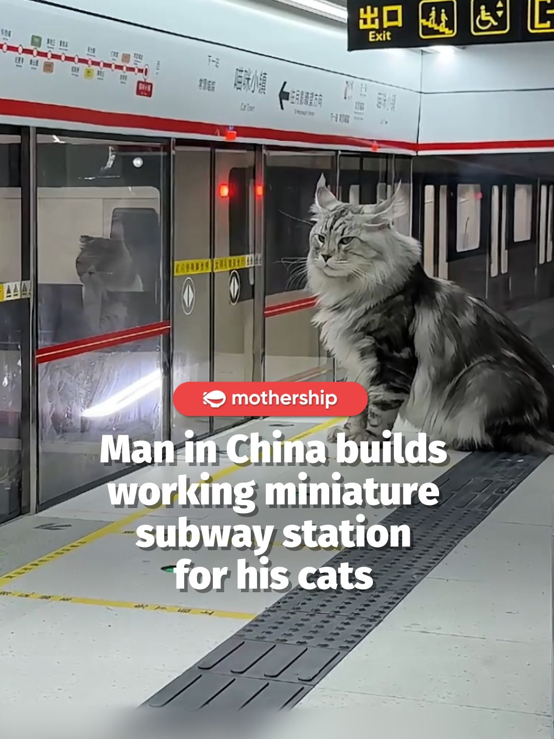 bro rushing home to get back to his family before his wife complains #tiktokchina #china #cat #miniature #house