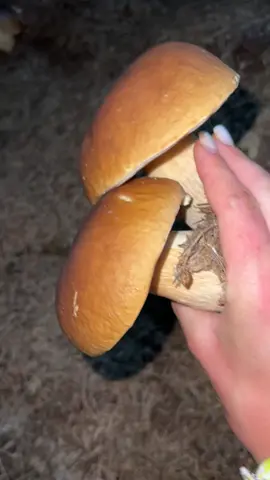 Чекаю на ваші коментарі😉#ліс#гриби2025 #гриби #mushroomsua #грибниця