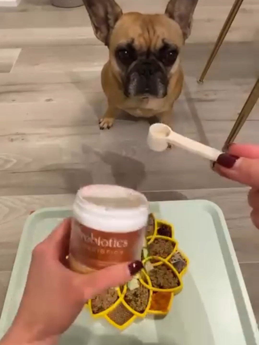 New Fera Pet Organics Probiotics for dogs and cats, everyone!#FeraProbiotics #pethealthphilippines #HealthyPets #PetHealth #viral