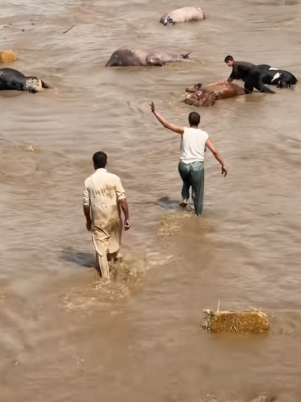 পাকিস্তান  #flood #pakistan #পাকিস্তান🇵🇰 #news #বন্যা 