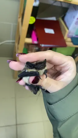 viralHog