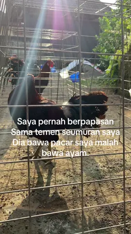 XXXX#fypシ #fypgakni #bebotohbali #hobyayam #fyppage #siapbalimeules #ayambali 