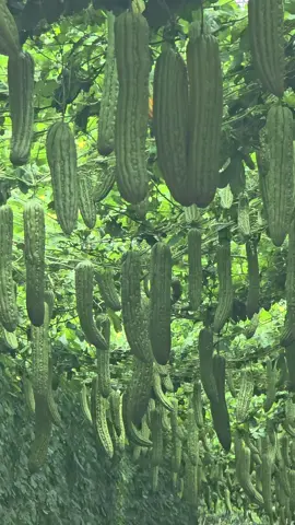 แบบนี้ได้กี่คะแนน? ผลงาน #แก็งหนูทำได้  ที่ ต.บางระกำ อ.บางเลน จ.นครปฐม #มิสเตอร์จ้าวไก่  #ปลูกมะระจีนยังไงให้ดก?  #ลดปัญหาไวรัสยอดแข็งยอดไอ้โต้ง 