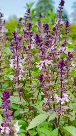 Good morning sweetheart, let’s start the sweet together 🖤#morningvibes #morningmotivation #wakeup #motivation #BookTok 