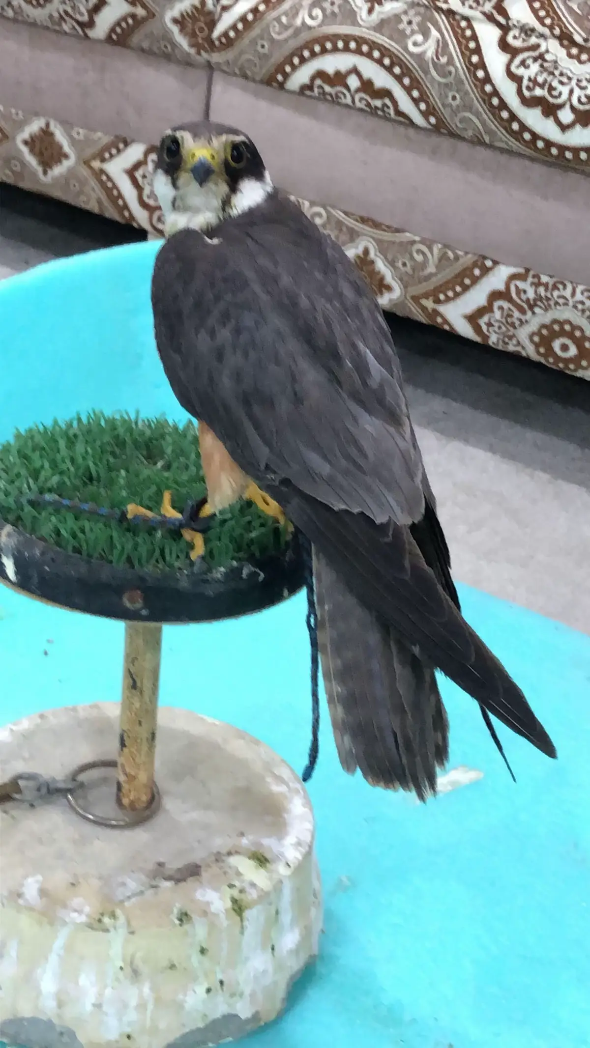 #الشعب_الصيني_ماله_حل😂😂😂 #الكويت🇰🇼 #مقناص_الكويت_مقناص_العراق_طيور #السعودية🇸🇦 #اكسبلور 