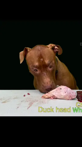 Duck head eating sound 🍖お肉はこちらで購入してます👇 　　　　　　https://www.wan-mart.com/ #pitbull @BounceThePitbullﾊﾞｳﾝｽﾁｬﾝﾈﾙ🇯🇵 