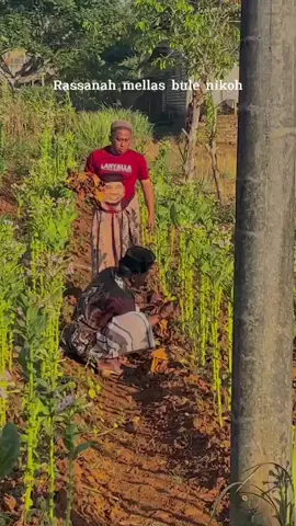 Nasib Petani Tembakau, Agustus Akhir Hujan......  #tembakau #petani #fyp #fypシ゚viral #fyppppppppppppppppppppppp 