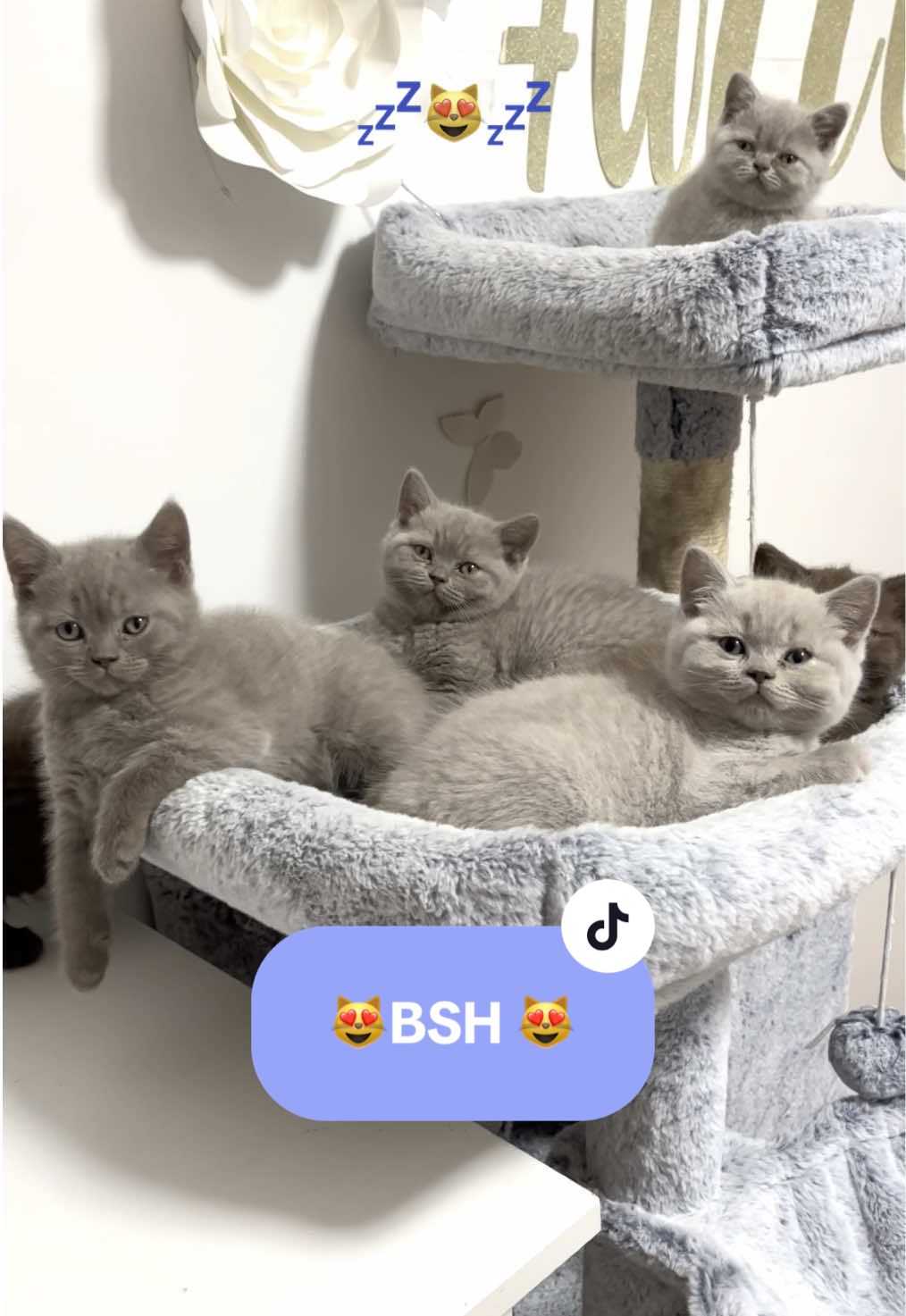 #britishshorthair #chaton #animal #Kitten #Chaton Nos sublimes chatons British Shorthair, Lilac Fawn et Chocolat ❤️