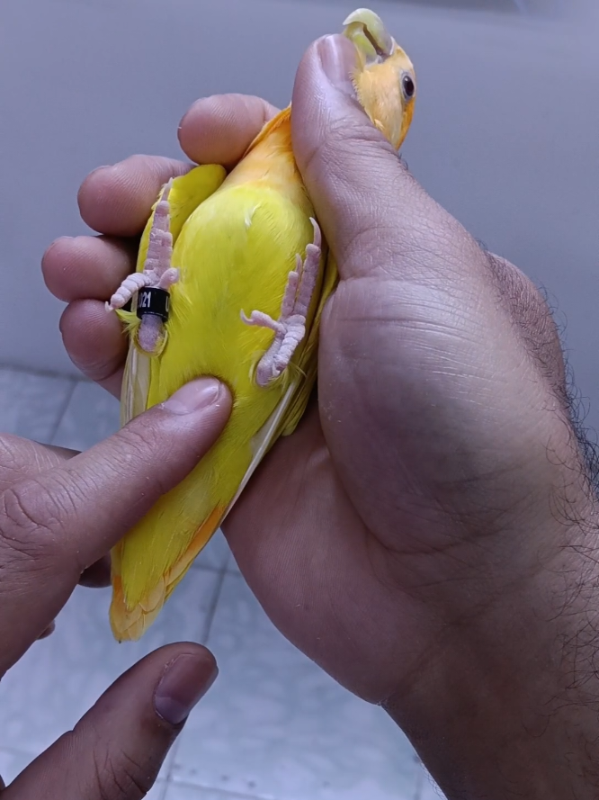 تحديد جنس طيور الروز و الفيشر دون الحاجة لتحليل DNA #المغرب🇲🇦تونس🇹🇳الجزائر🇩🇿 #بيروش_البادجي #سلا #الدار_البيضاء #ترويض_ببغاء 