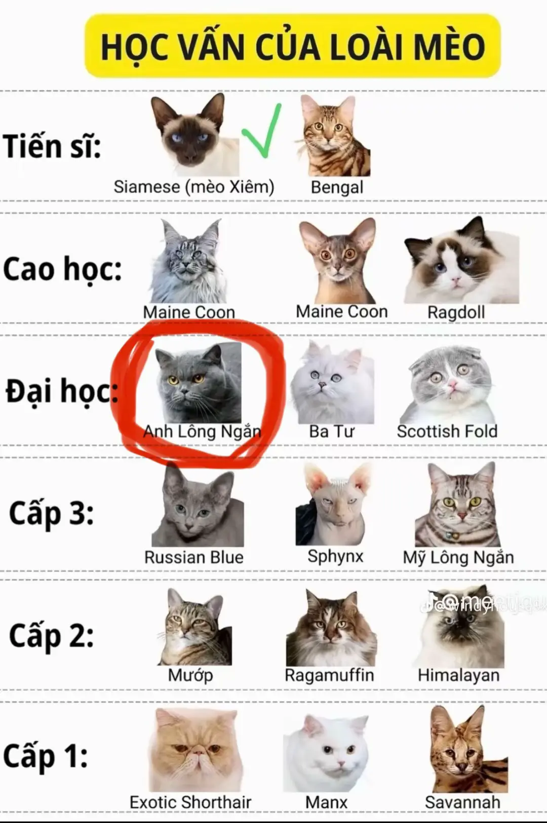 😭😭Ai cùng cảnh ngộ mới hiểu.... #mèo #xuhuong #mèodễthương #mèocute #cat 