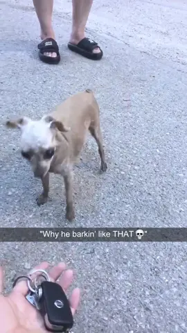 Bro forgot he’s a dog💀#DogReactions #StrangeBark #UnexpectedNoise #ConfusedDog #RelatablePets #ViralDogs   