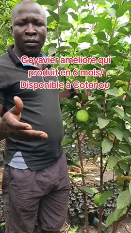 Disponible à Cotonou Parakou et natitingou tél : +229 63008436 watsapp & Apel au +229 0163008436 le plants du goyavier amélioré qui produit en 6 mois disponible/ les preuves sur notre Mini site de production à Cotonou calavi carefour itta À 19 m dans la von avant la pharmacie togoudo en venant de cotonou von avé maria. Moutikou Plants Bénin c'est la production de meilleures variétés de plants fruitiers de meilleurs rendements de meilleurs paramètres de performance et de première génération 