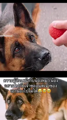#สตอรี่_ความรู้สึก😔🖤🥀 #น้องหมา อยากไปกับเจ้าของ#😭😭