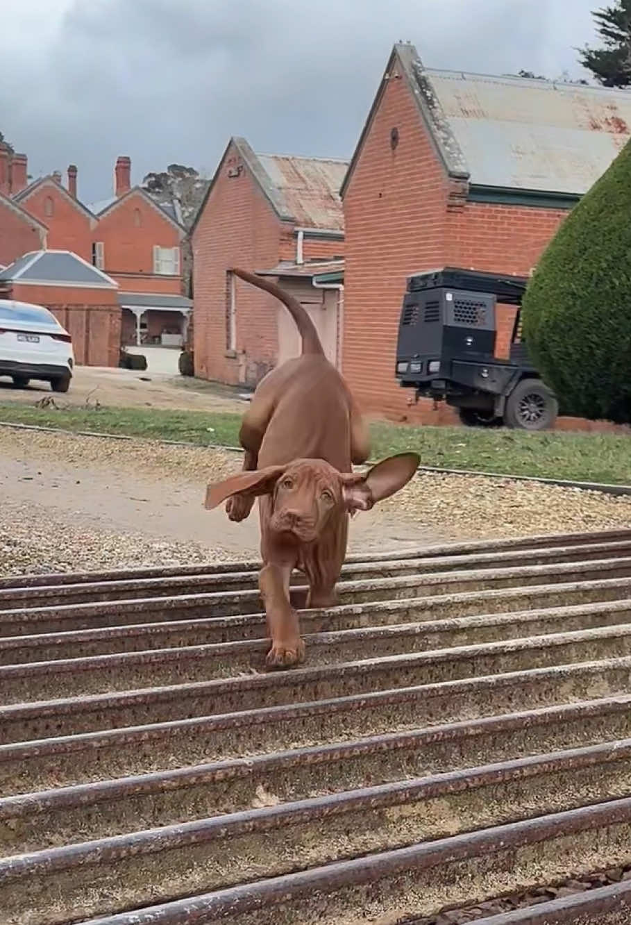 Funny dachshund#funny #fyp #funnydog #dachshund #funnyvideos #funnytiktok #doglover #foryoupage #usa 