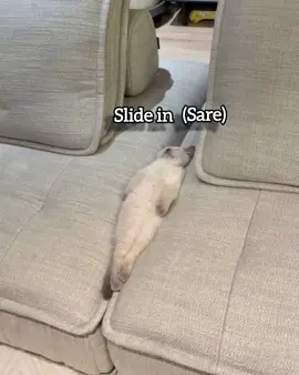 Sare na sara #funny #meme #fyp #cat #slideinandslideout 