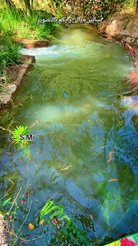 لقطات من بساتين ديالى تابع الصفحة لترى الاجمل #بساتين_ديالى🍊🍊 #بغداد #العراق🇮🇶❤️ #العراق #الخليج 