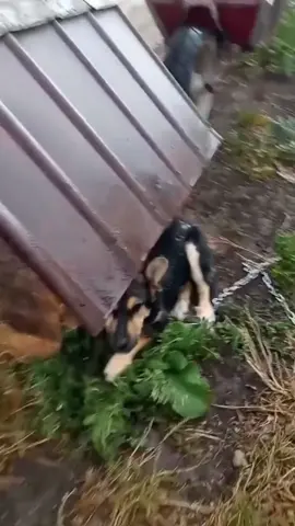 Dog:this is my place!#dog #dogtok #funnyvideos #haha #funnymoments #fpy #pets #foryou #animals #PetsOfTikTok #funnyanimals 