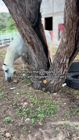 #caballo #paratiiiiiiiiiiiiiiiiiiiiiiiiiiiiiii #no flores#rancho #mexico🇲🇽 
