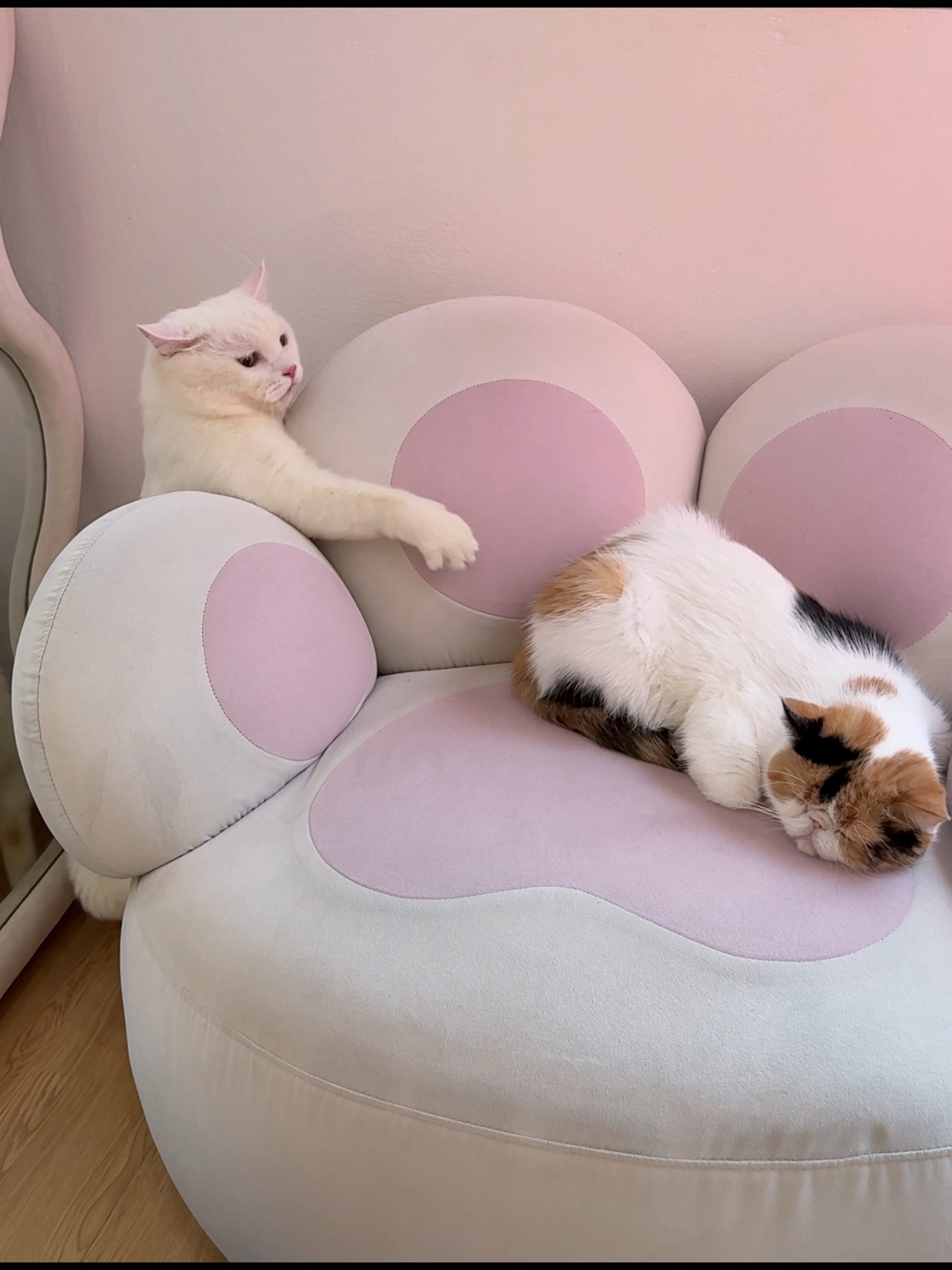 May đấu mắt với đại ka khu phố khác  #maly #malygaugau #malyfamily #vtvcab