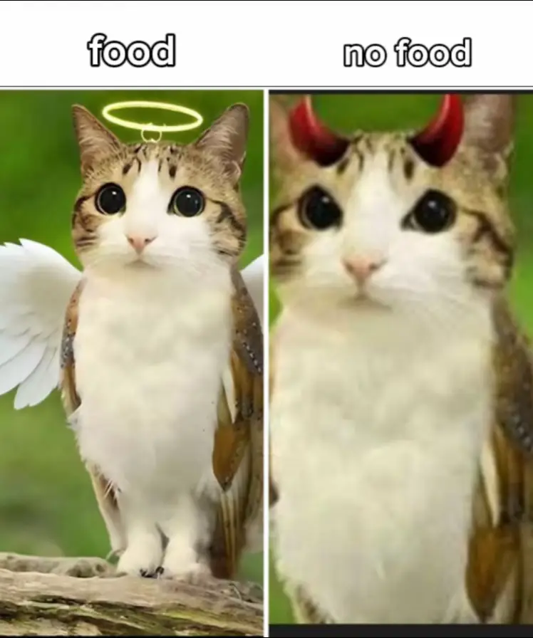 #meowl #ok #fyp #loveutwin 