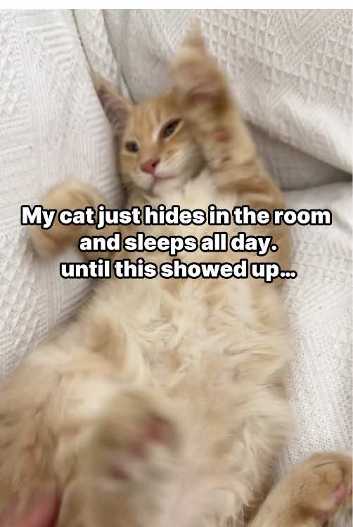 He was like this for hours, even skipped dinner! interactivetoy #responsivetoy #cattoys #Pettoys #Toys #cat 