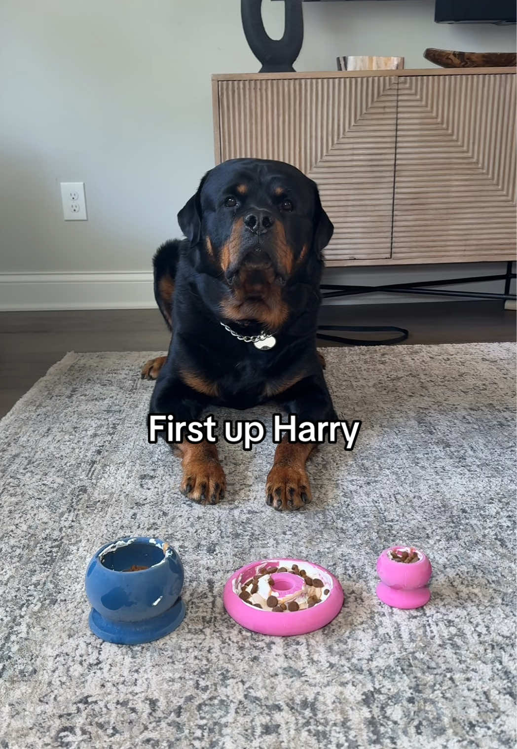 My parents let us pick which one we wanted :) this game was so fun! Get yours using the link!  #pugsoftiktok #rottweiler #duo 