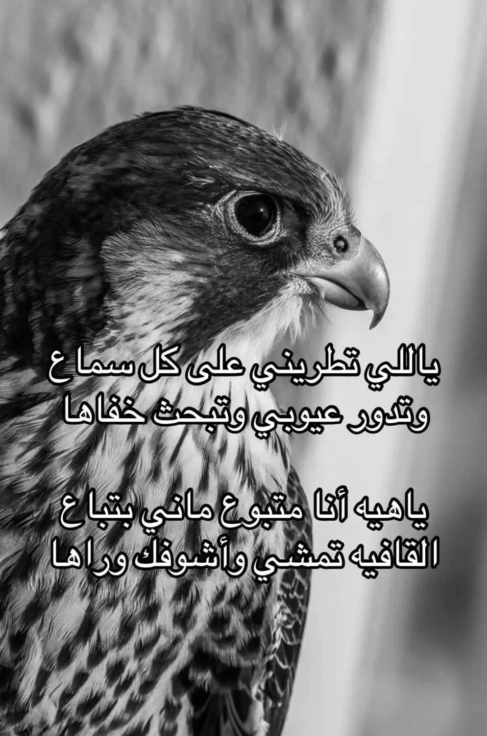 #اكسبلور #foryoupage #fyp #شعر 