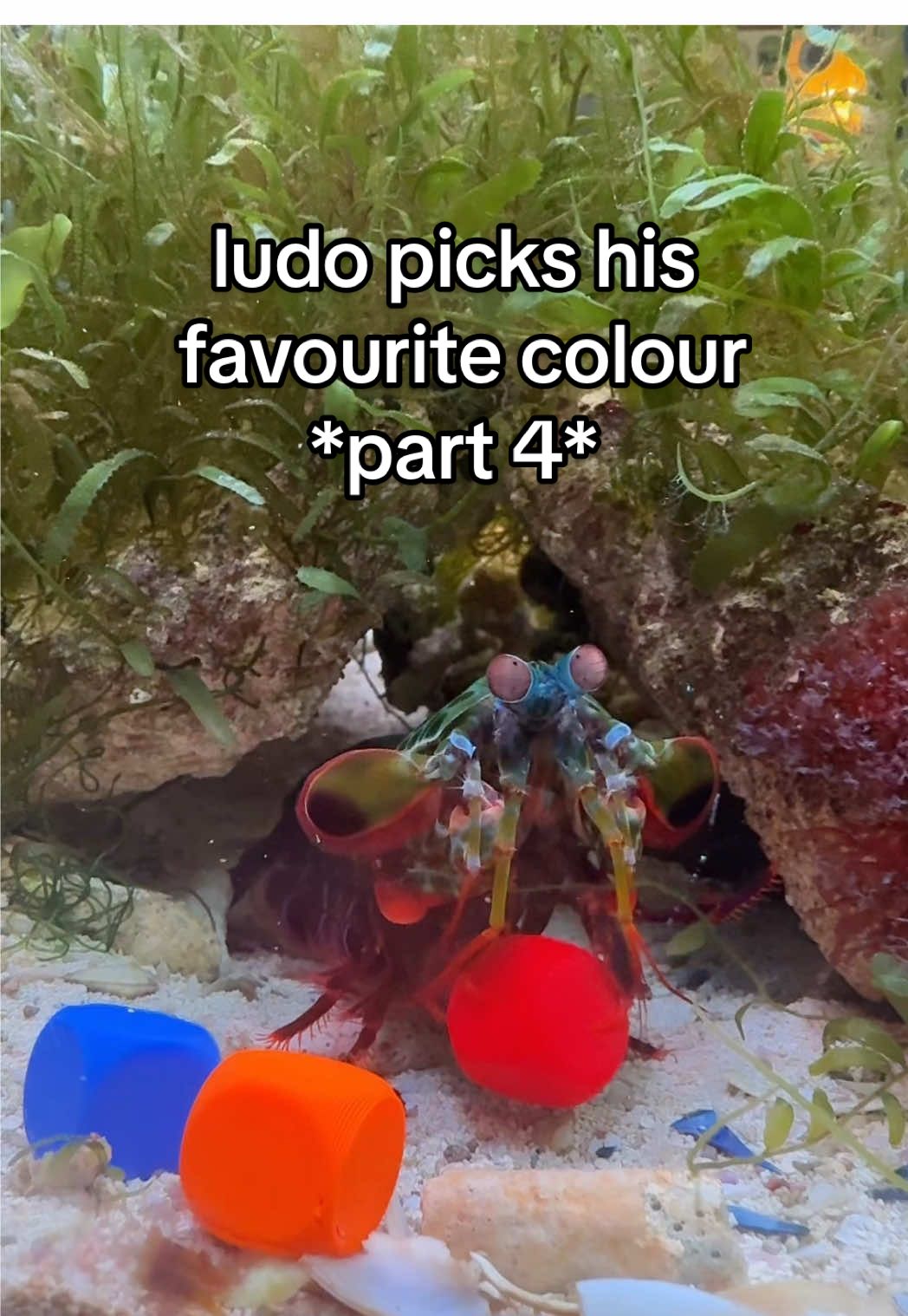 we’re getting to the finale! last chance to get your votes in for what is ludos favourite colour! #ludothemantisshrimp #mantisshrimp #peacockmantisshrimp 