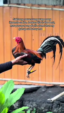 Saktong moves lang✨  #backyardbreeders #sabongerotiktok🐓🐓🐓😘 #sabongislife #viral #foryou 