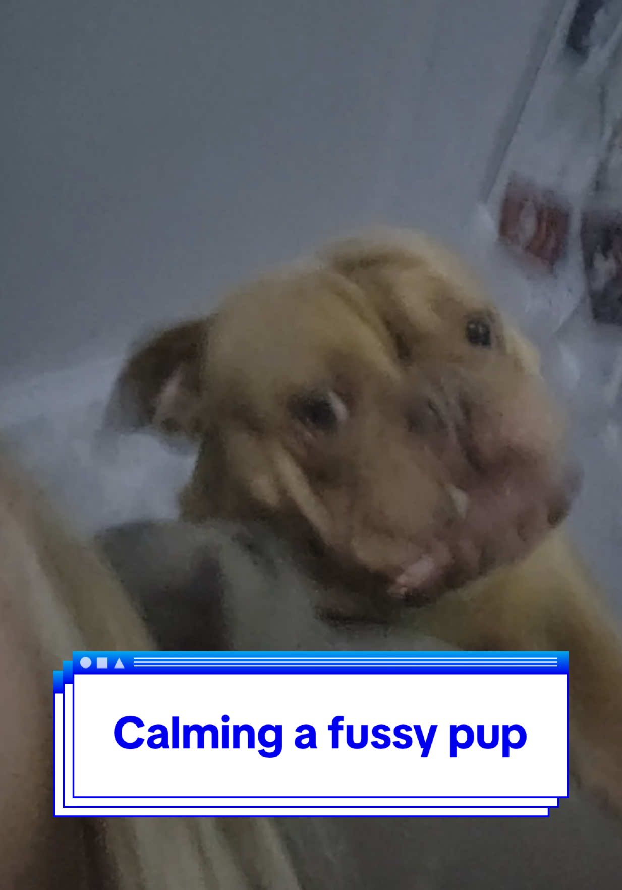 Fussy pup that needs some calm in their life? They this 🐾 all natural calming tonic to get their mischief managed  @@Herbal Dog Company Official ##AllNatural##NaturalPetCare##NatutalAnimalCare##Pets##Calming